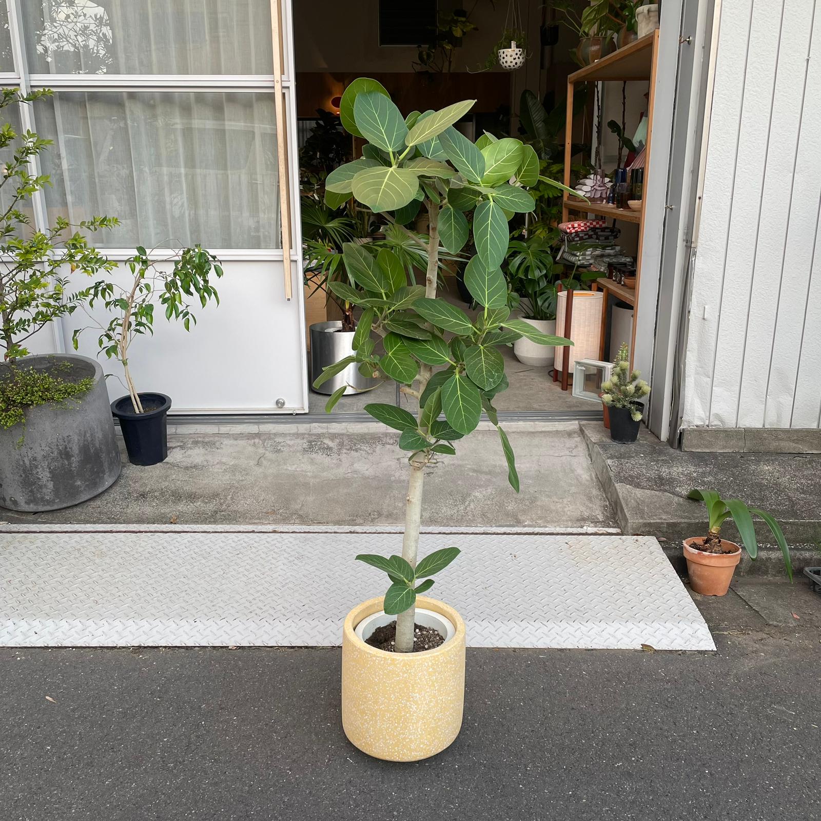 観葉植物　フィカス　ベンガレンシス Ficus Audrey (Ficus benghalensis) フィカス ベンガレンシス I