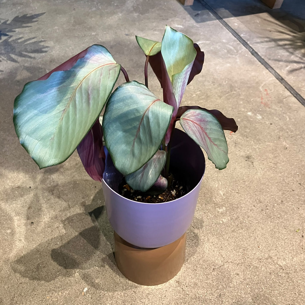 Calathea 'Silver Plate' カラテア シルバープレート
