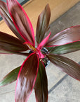 Cordyline　コルジリネ　レッドエッジ