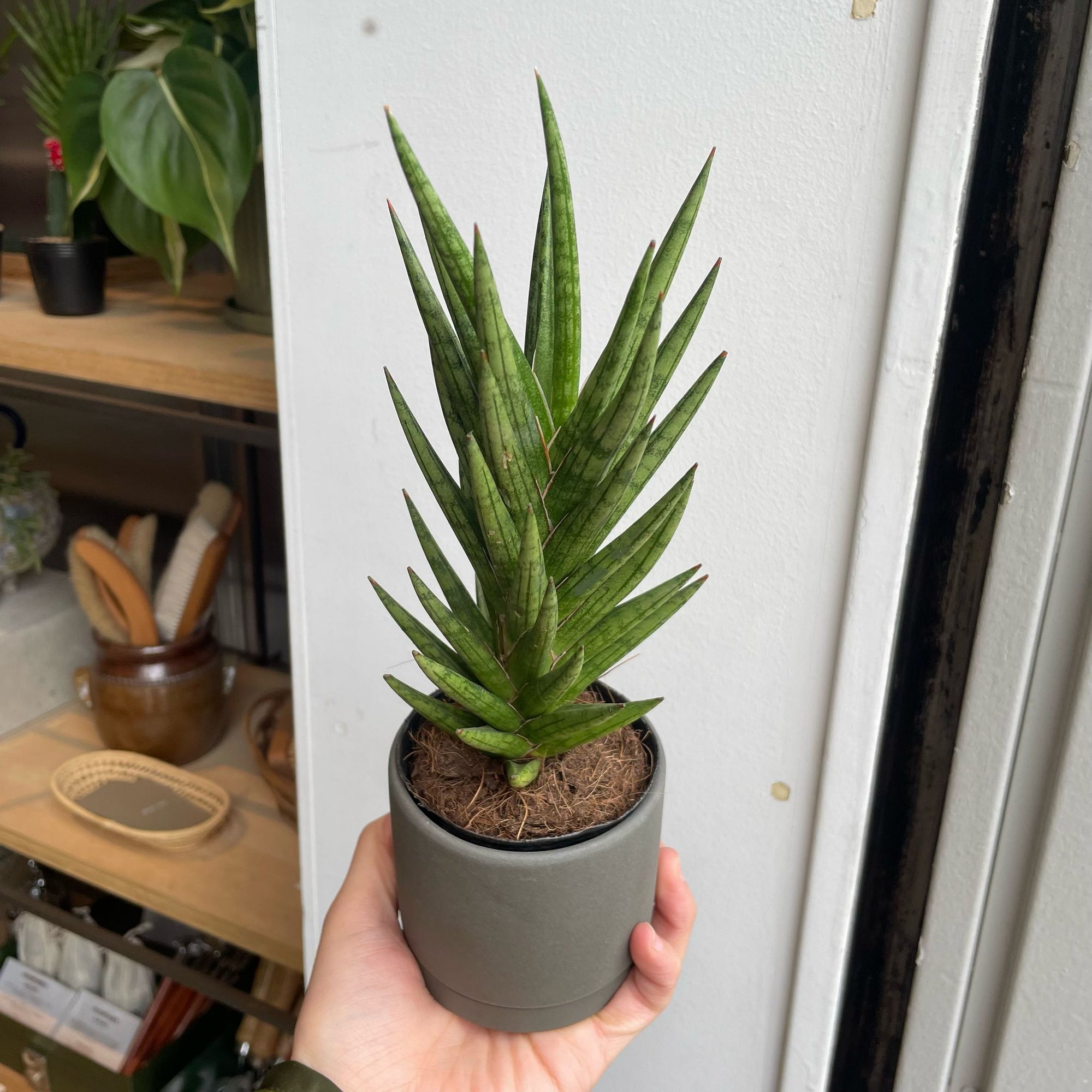 Snake Plant (Sansevieria francisii) サンスベリア フランシシー