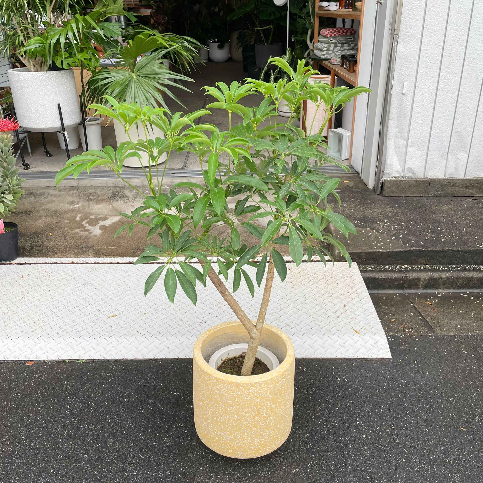 Dwarf Umbrella Tree Assort シェフレラ I インドアプランツ I