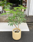 Dwarf Umbrella Tree Assort シェフレラ