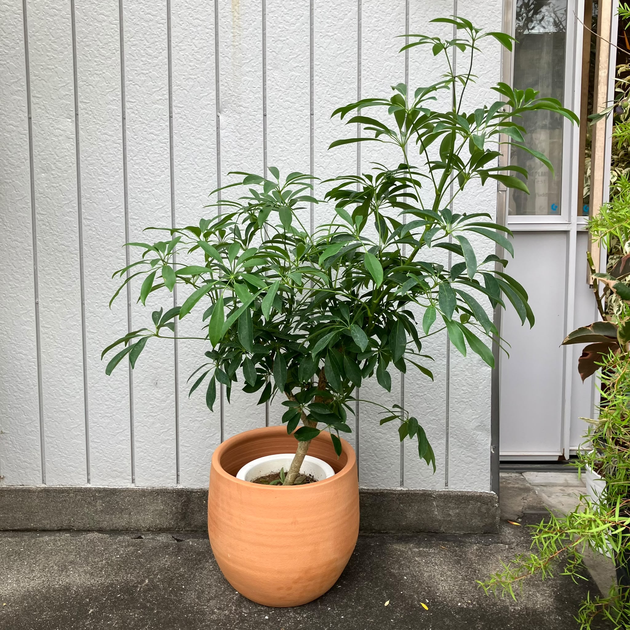 Dwarf Umbrella Tree Assort シェフレラ I インドアプランツ I