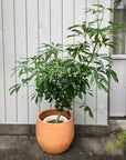 Dwarf Umbrella Tree Assort シェフレラ