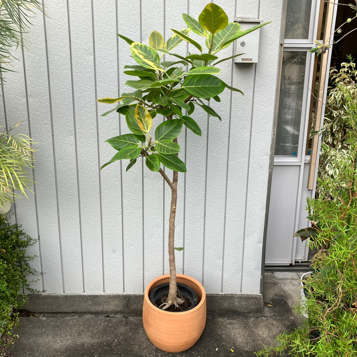 Ficus Altissima フィカス アルテシマ