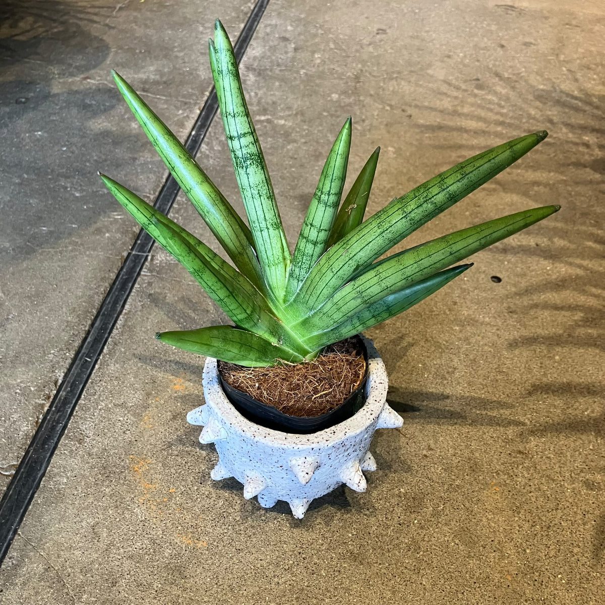 Sansevieria ‘Silver Crown’ サンスベリア シルバークラウン