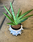 Sansevieria ‘Silver Crown’ サンスベリア シルバークラウン