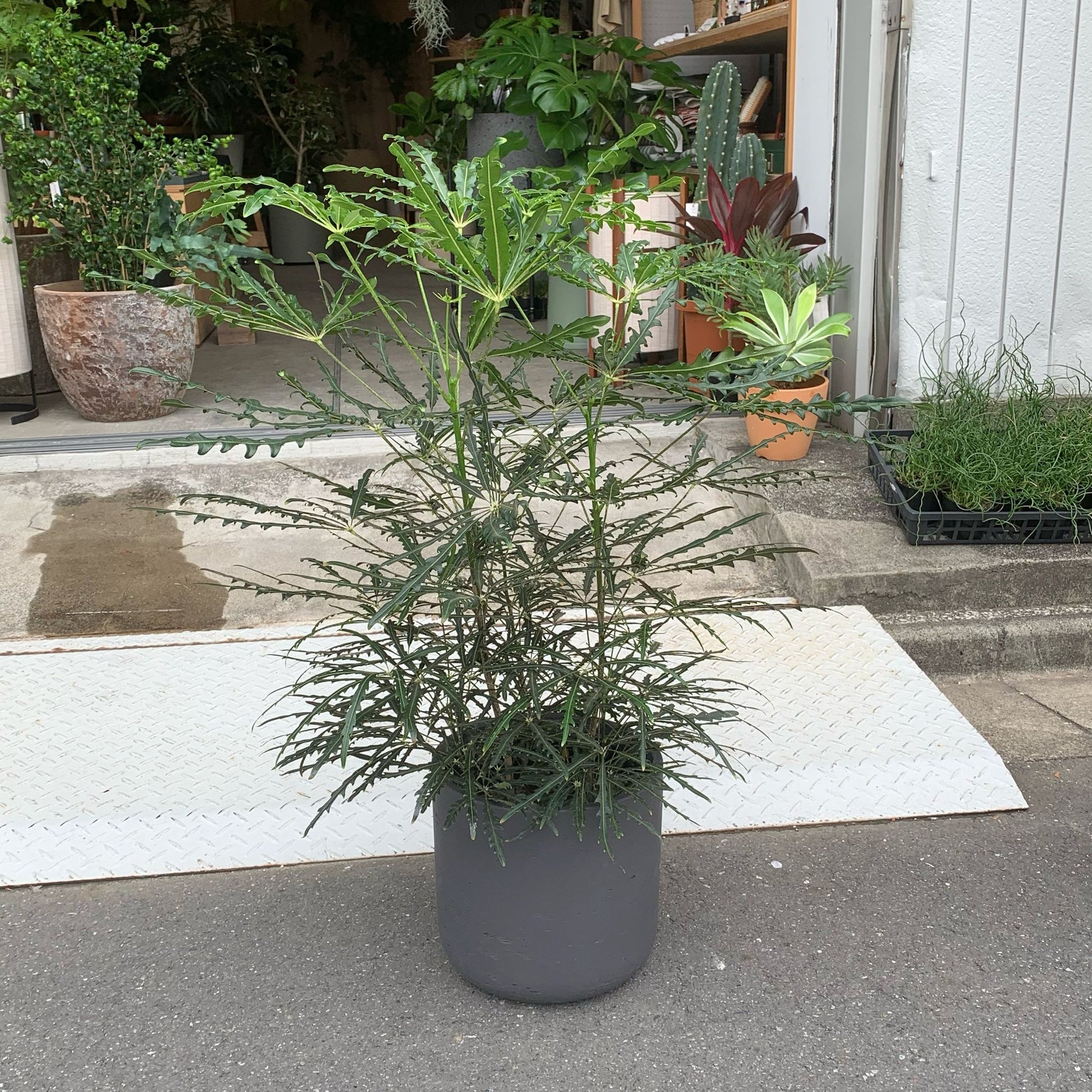 Schefflera elegantissima アラレヤ