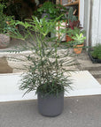 Schefflera elegantissima アラレヤ