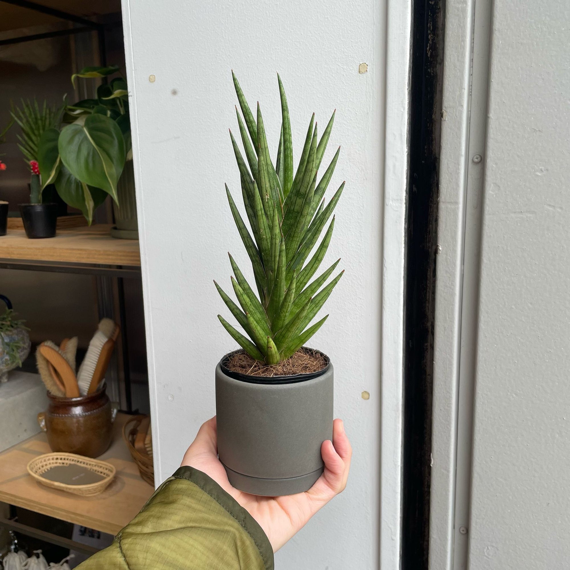 Snake Plant (Sansevieria francisii) サンスベリア フランシシー