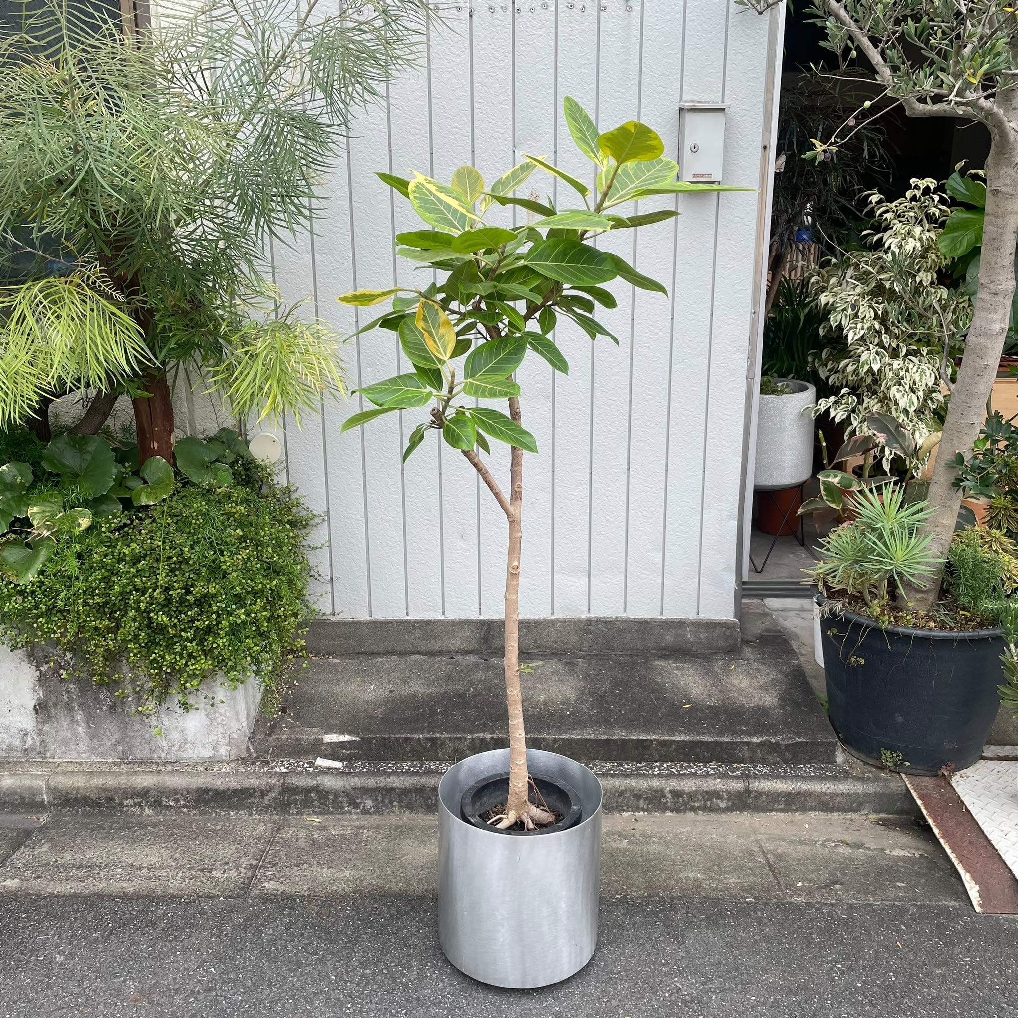 フィカス アルテシマ I インドアプランツ I プラントソサエティ