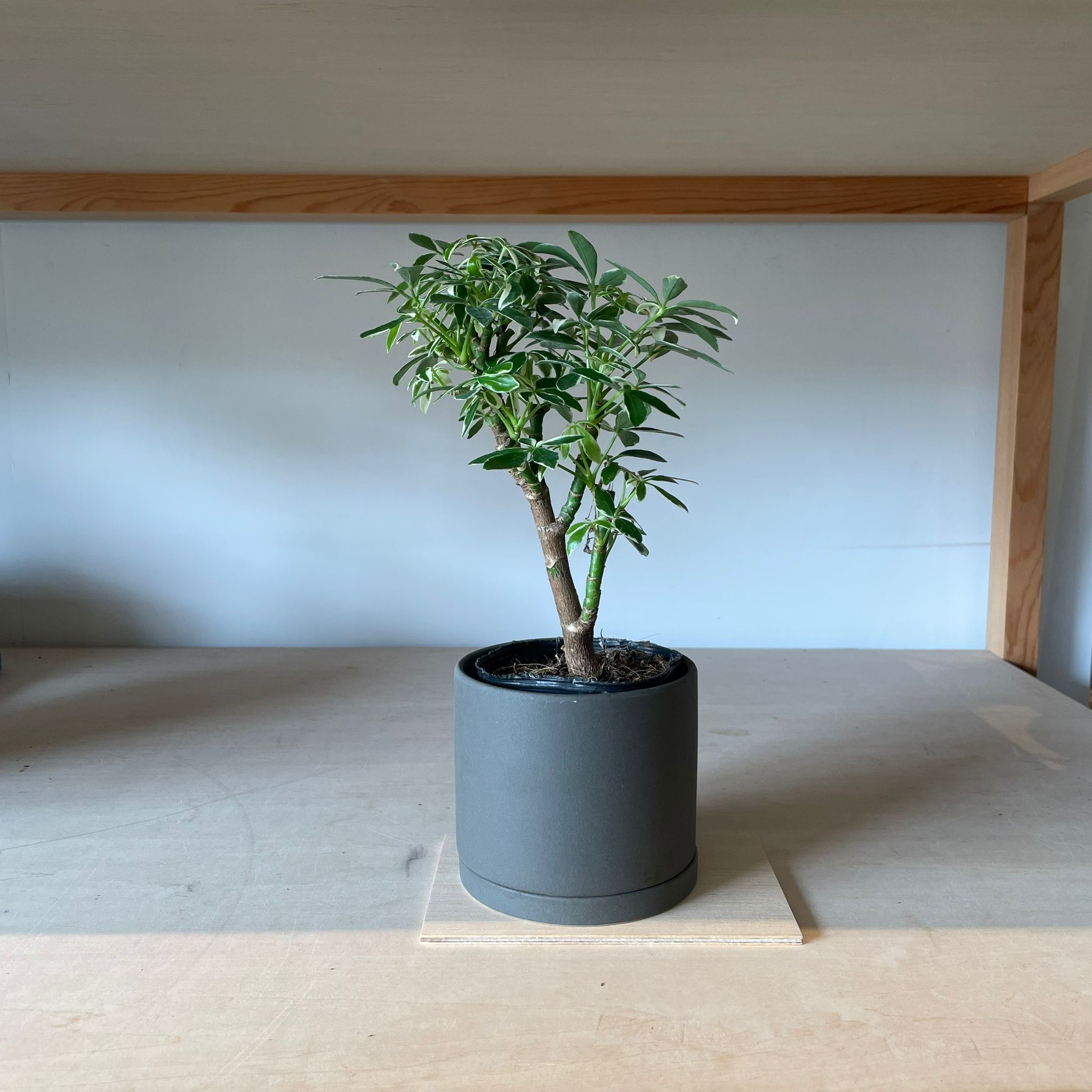 シェフレラ・コンパクタ(斑) I インドアプランツ I プラントソサエティ