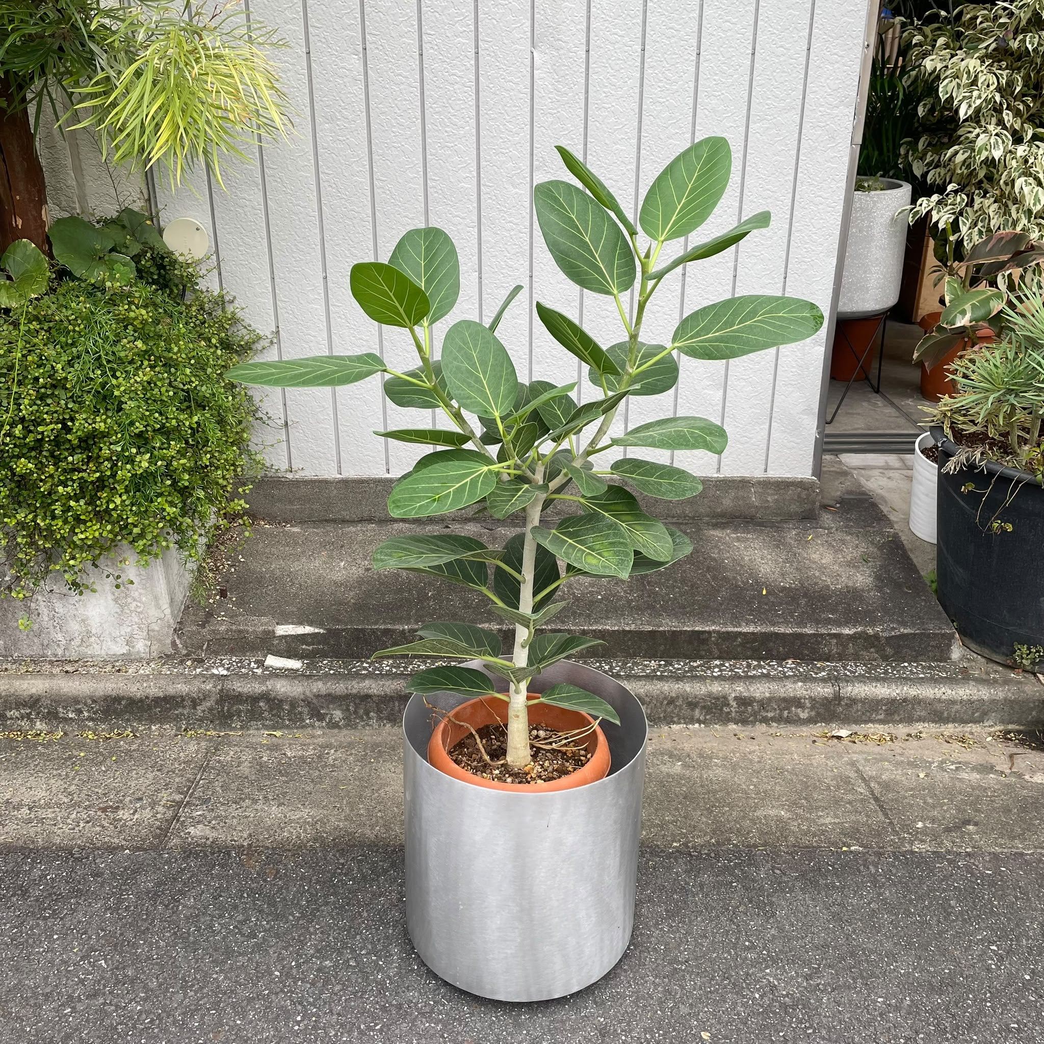 Ficus Audrey (Ficus benghalensis) フィカス ベンガレンシス I