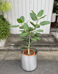 Ficus Audrey (Ficus benghalensis) フィカス  ベンガレンシス