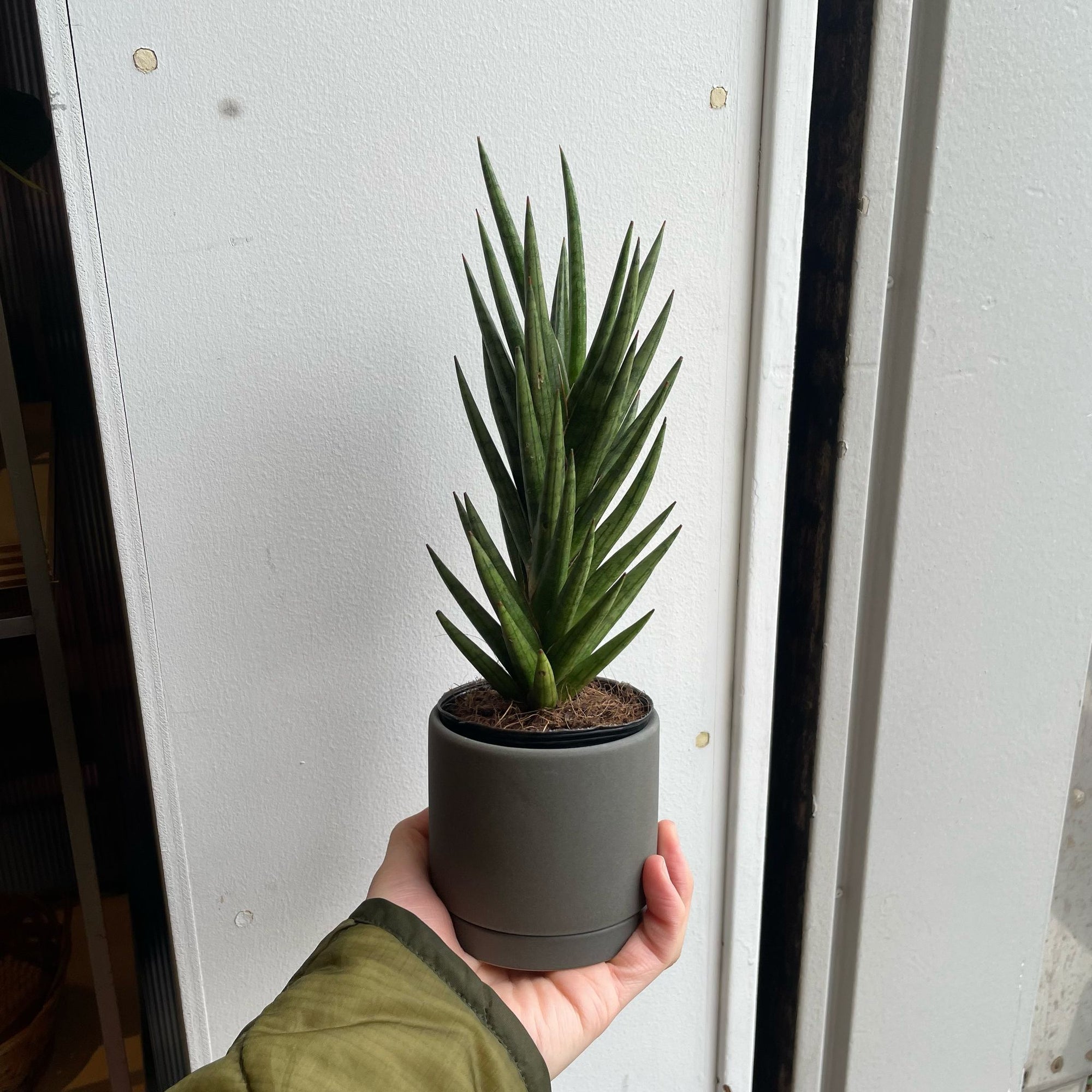 Snake Plant (Sansevieria francisii) サンスベリア フランシシー