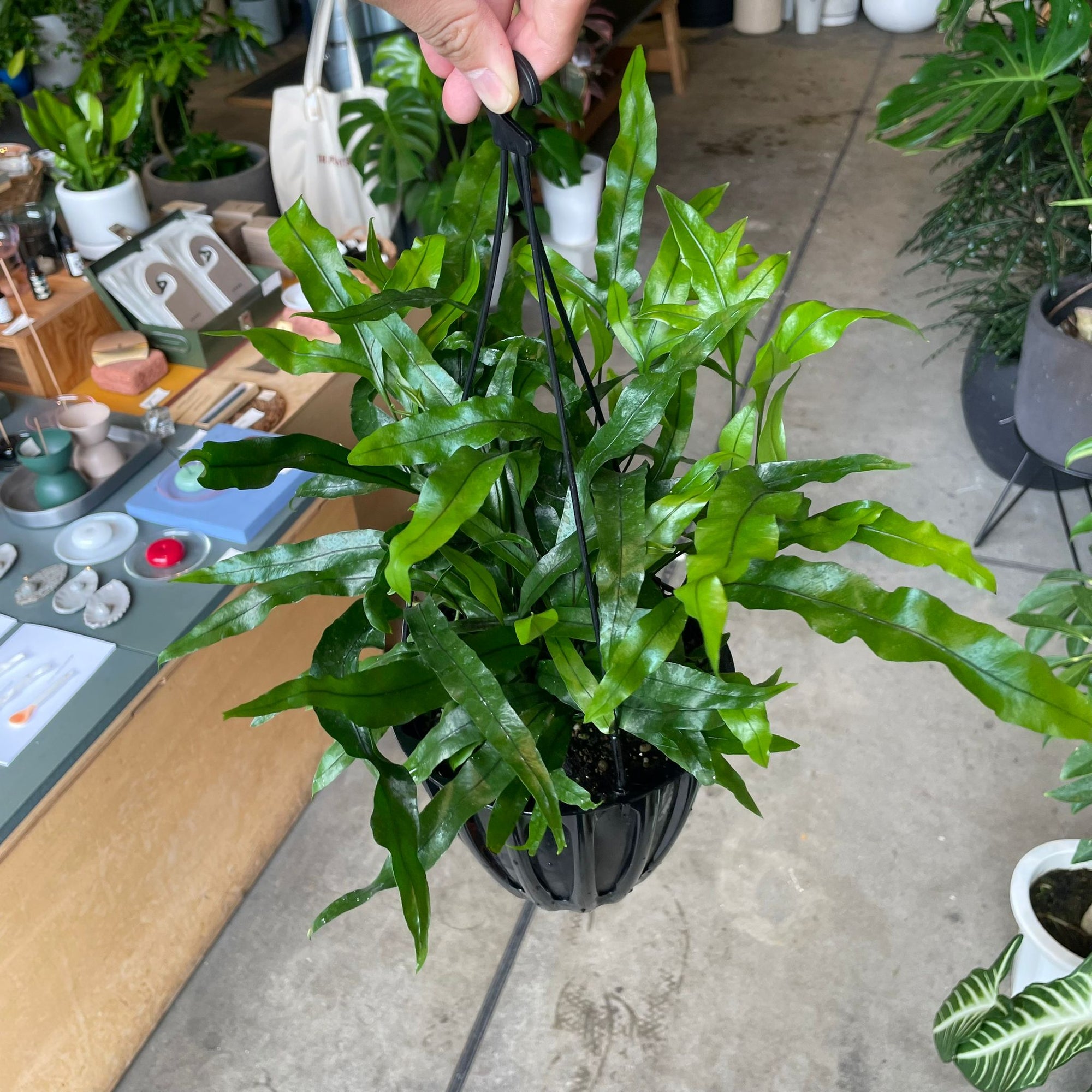 Kangaroo fern カンガルーファーン