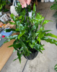 Kangaroo fern カンガルーファーン