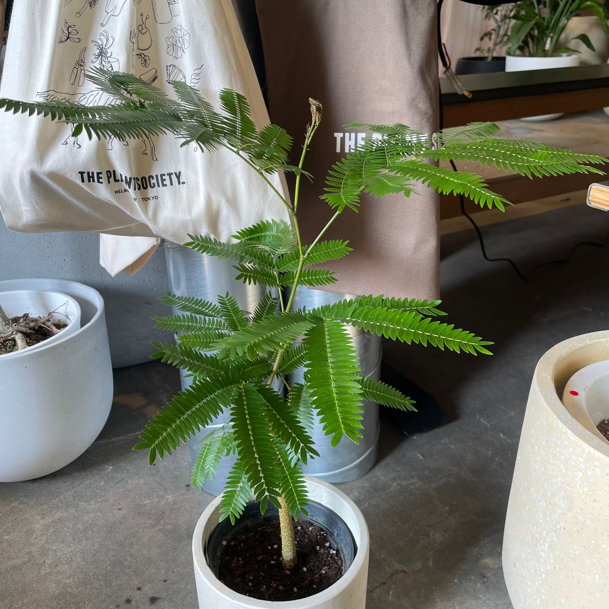 Ever Fresh Tree エバーフレッシュ I インドアプランツ I プラント