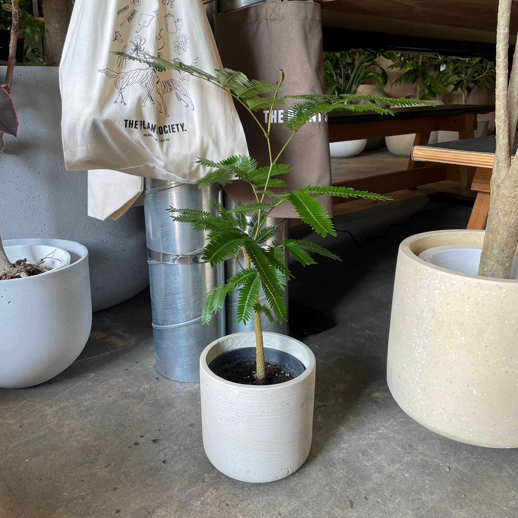 Ever Fresh Tree エバーフレッシュ I インドアプランツ I プラント