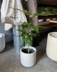 Ever Fresh Tree エバーフレッシュ
