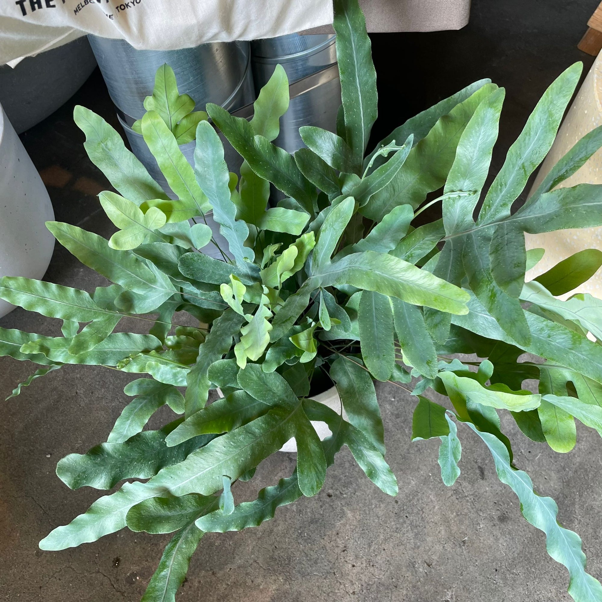 Blue star fern フレボディウム ・ブルースター