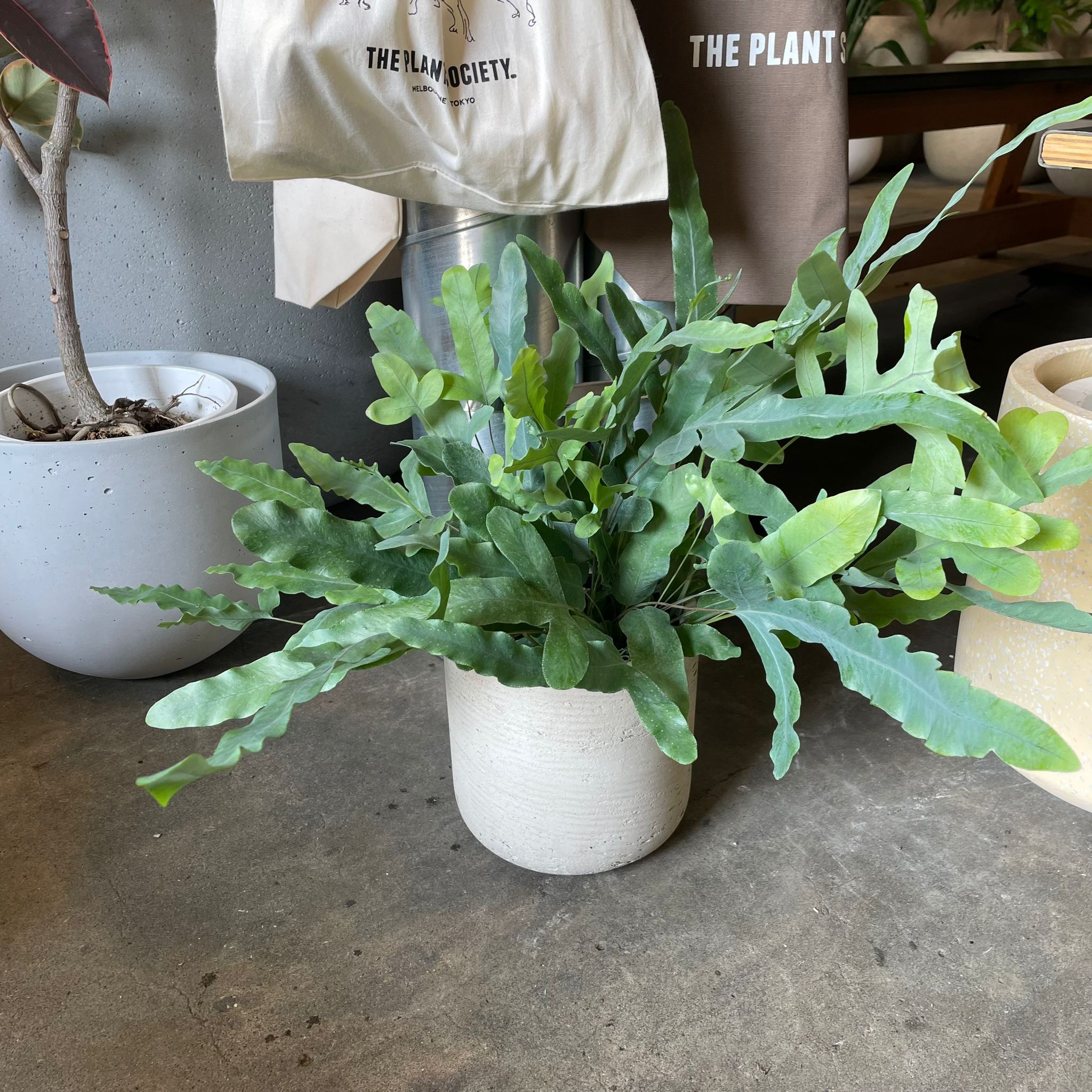 フレボディウム ブルースター　苗　シダ　観葉植物　沖縄　造園芸　山野草　グリーン Blue star fern フレボディウム ブルースター I インドアプランツ I