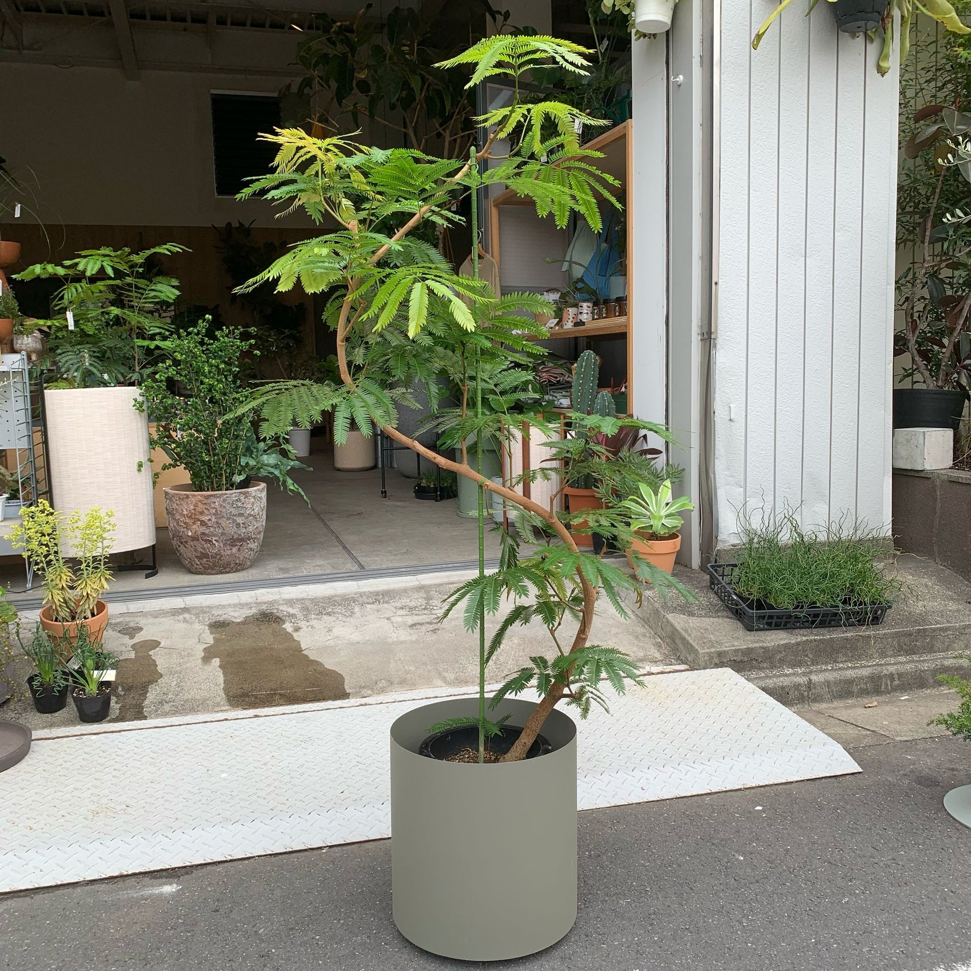 Ever Fresh Tree エバーフレッシュ