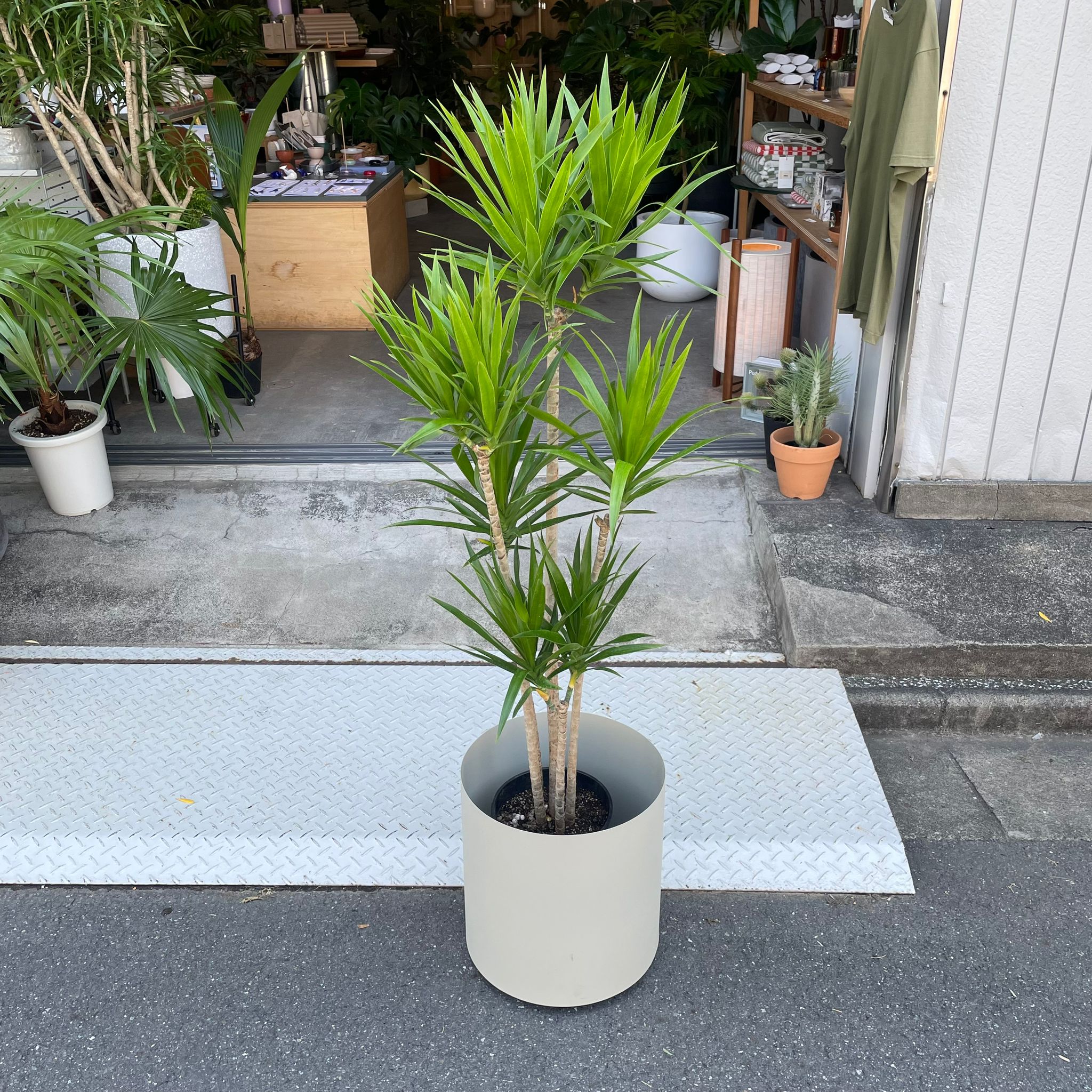 ドラセナ ナビー I インドアプランツ I プラントソサエティトーキョー