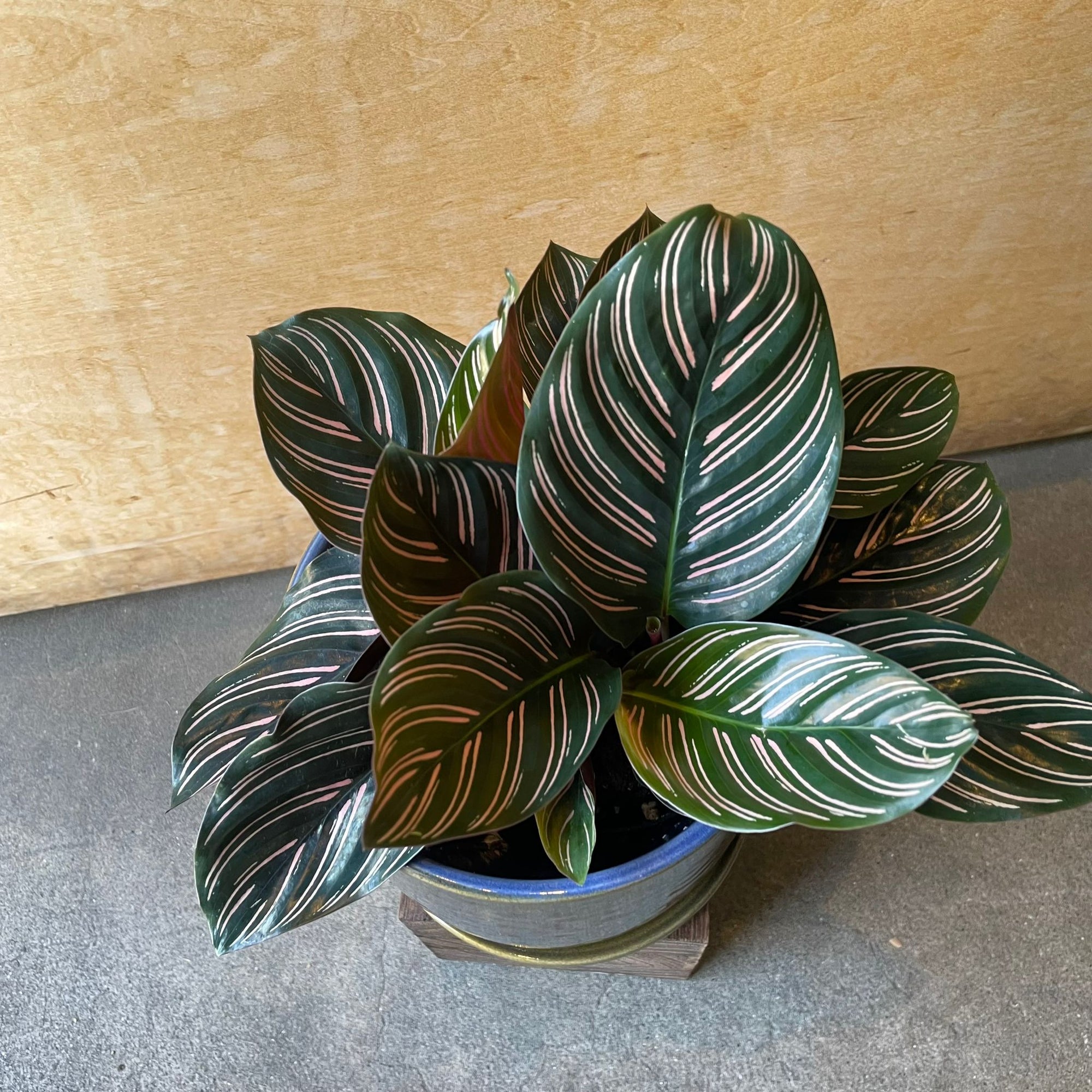 Calathea ‘Ornata’ カラテア オルナータ サンデリアーナ