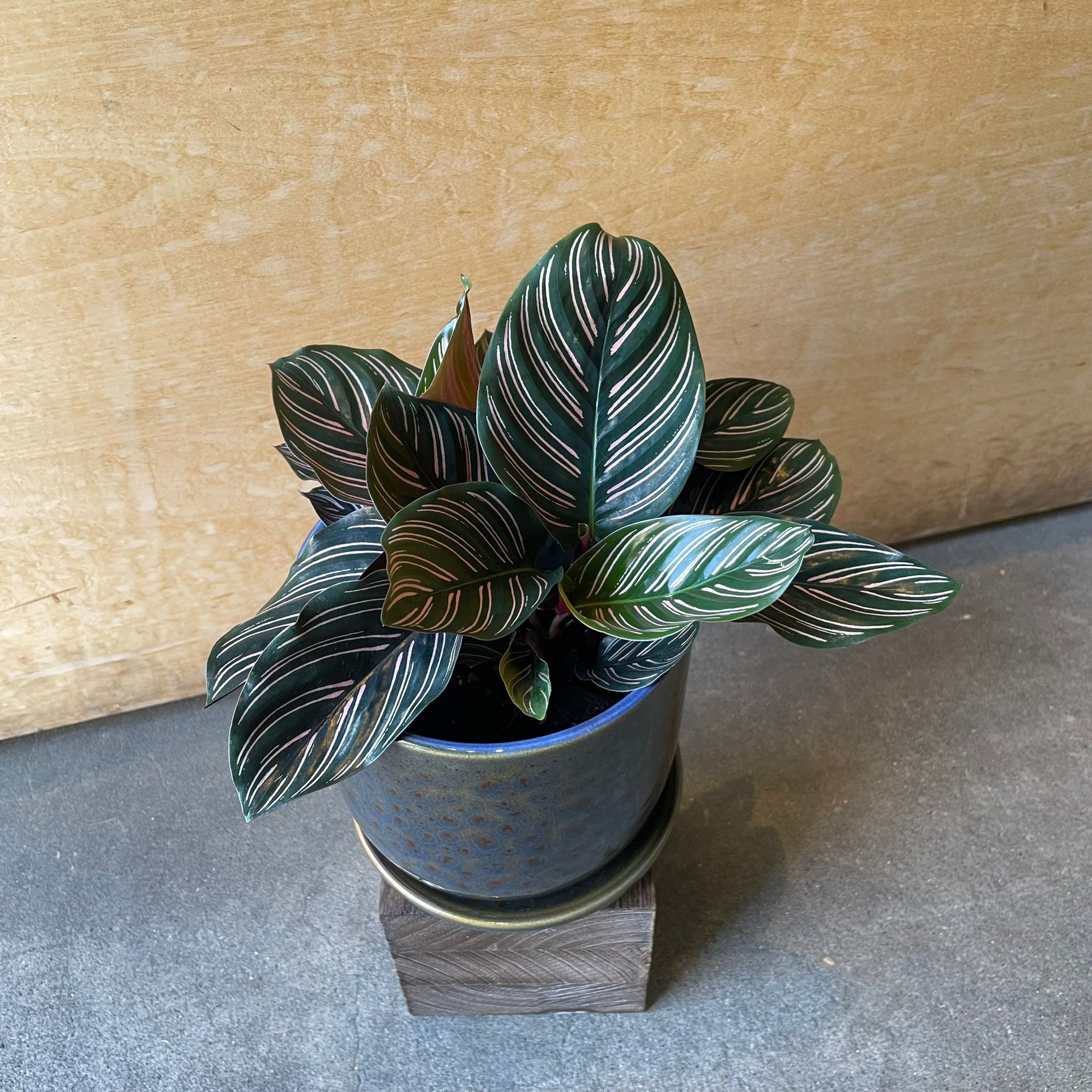 Calathea ‘Ornata’ カラテア オルナータ サンデリアーナ