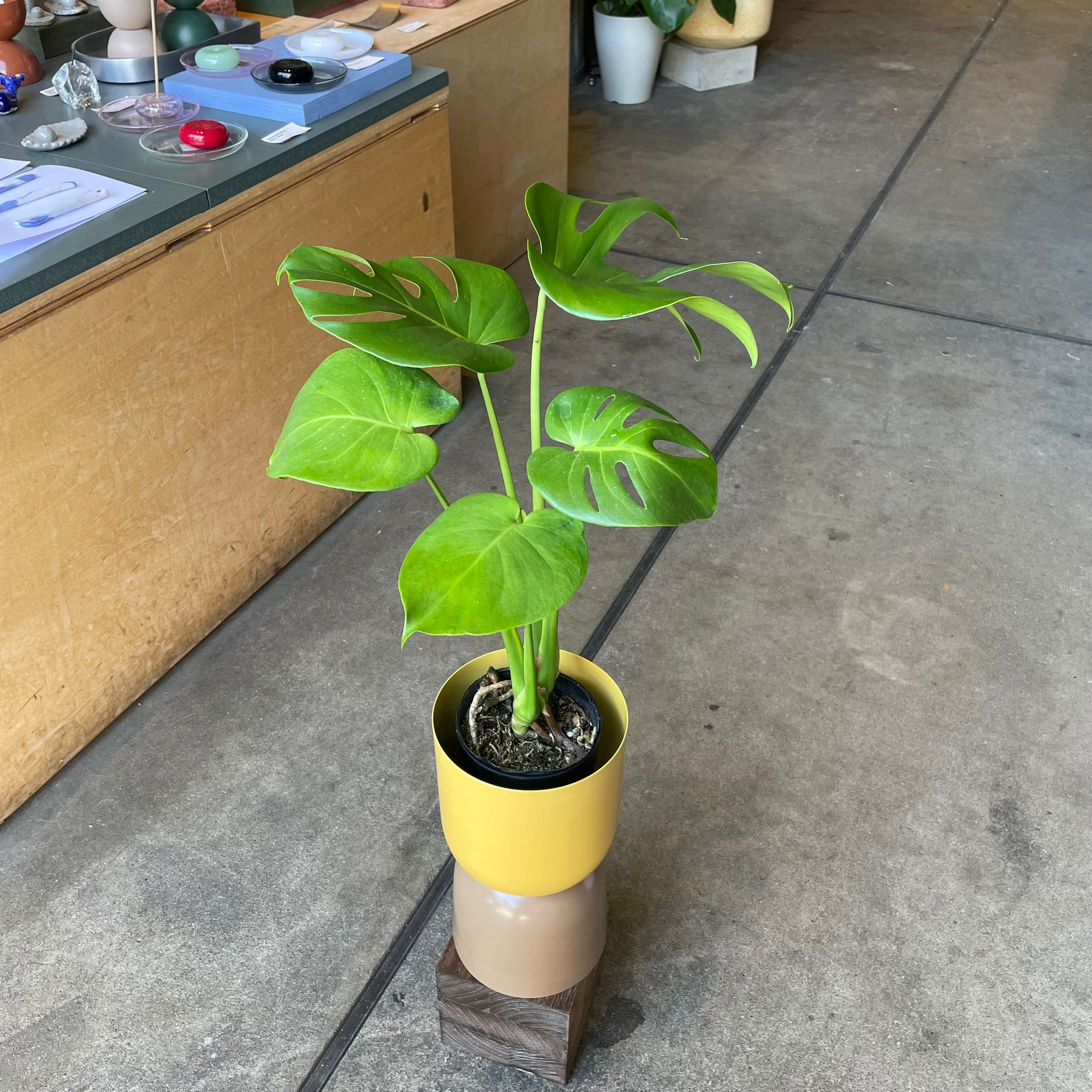 観葉植物 モンステラ フルーツサラダプラント［モンステラ］ I インドアプランツ I プラント