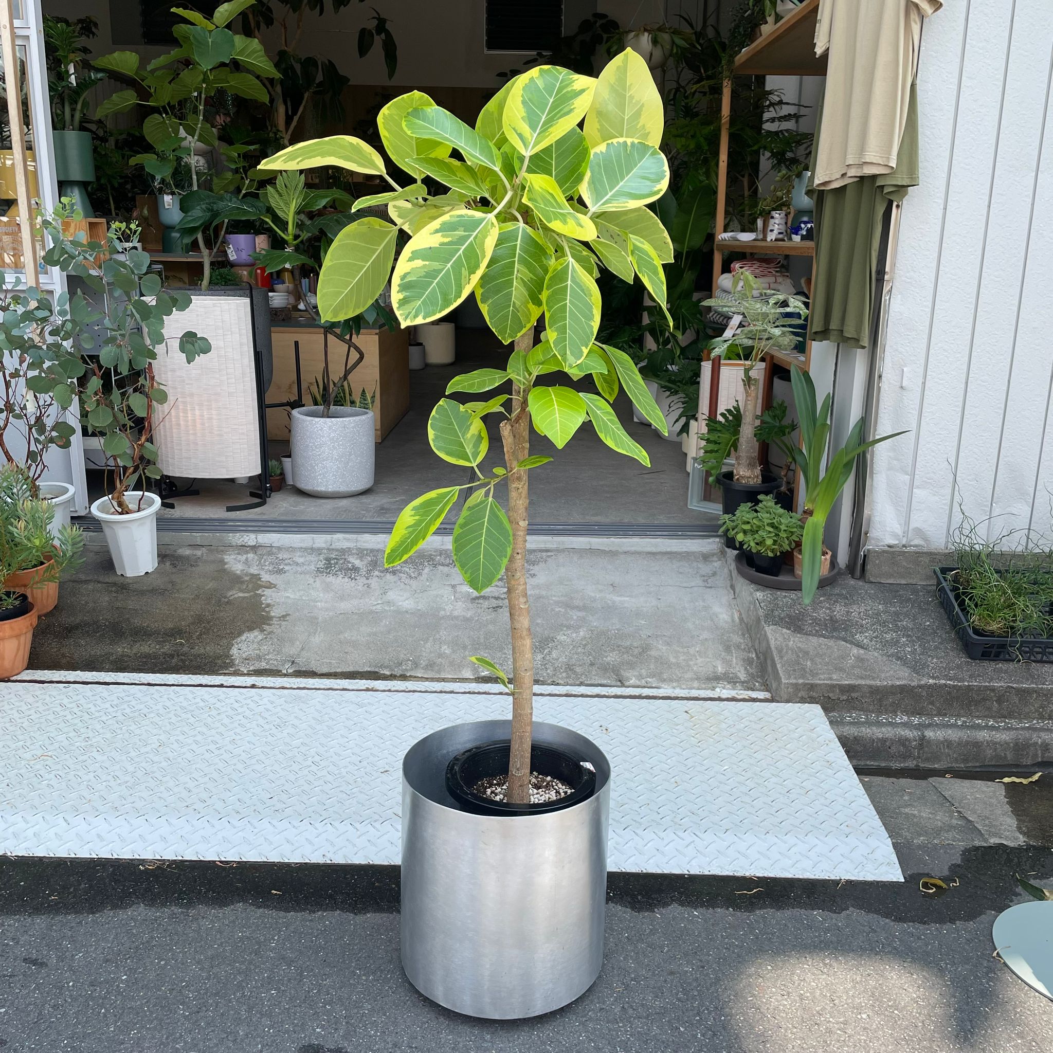 フィカス　アルテシマ　9 フィカス アルテシマゴムの木 9号（0205）インテリア 開店祝い