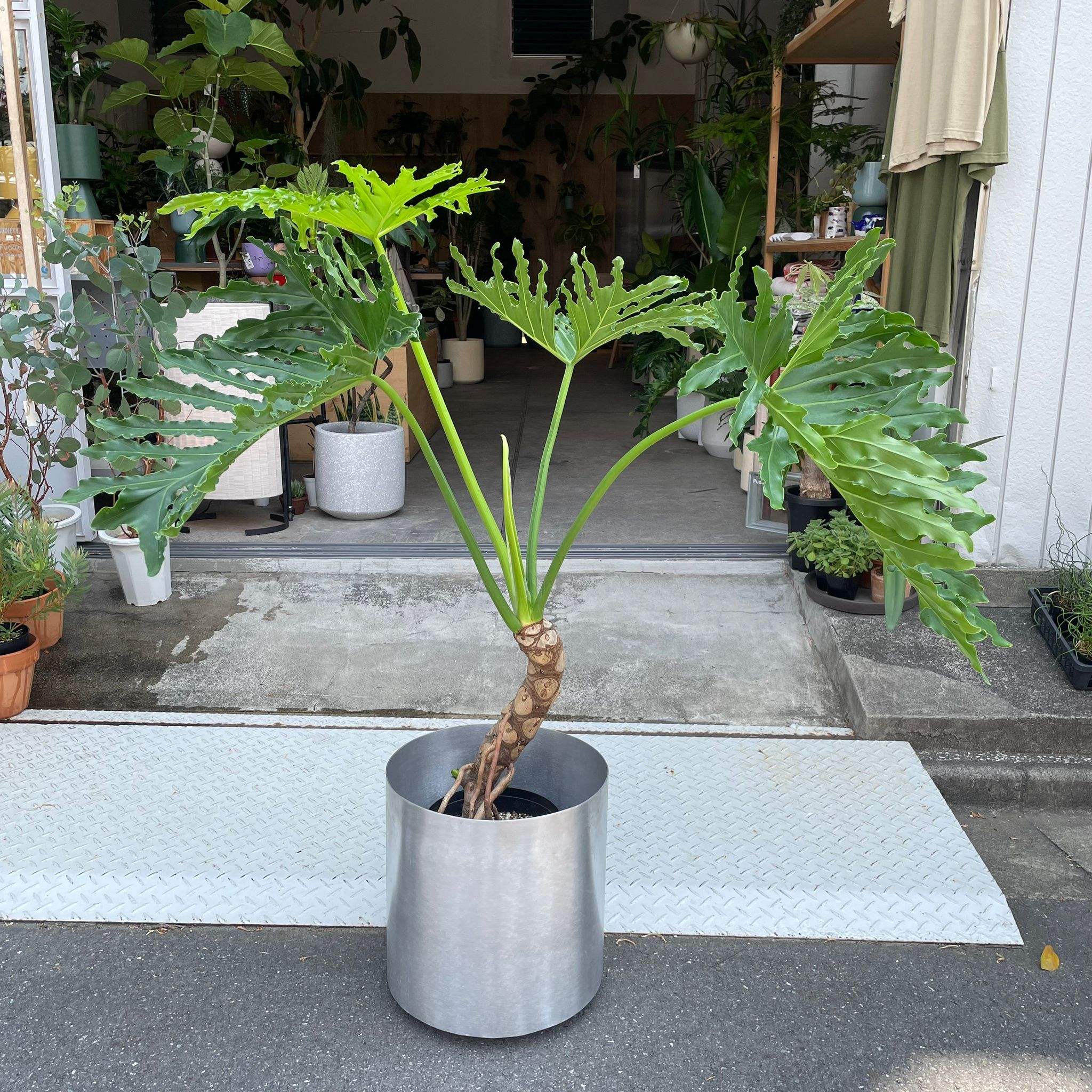 クッカバラ　フイロデンドロンセローム クッカバラ フィロデンドロン 大○ワライカワセミ オージー セローム