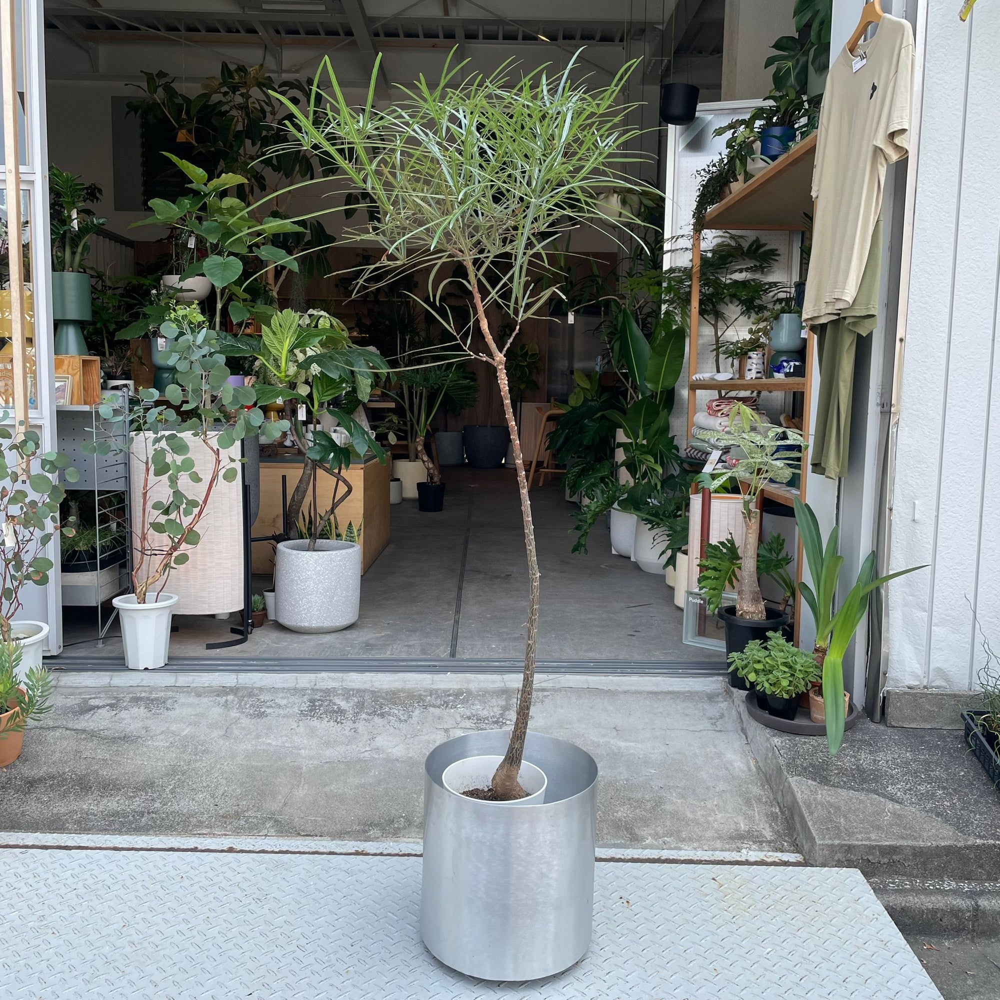 Bottle Tree ボトルツリー (ブラキキトン)　細葉