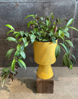 Aeschynanthus エスキナンサス マルモラタス