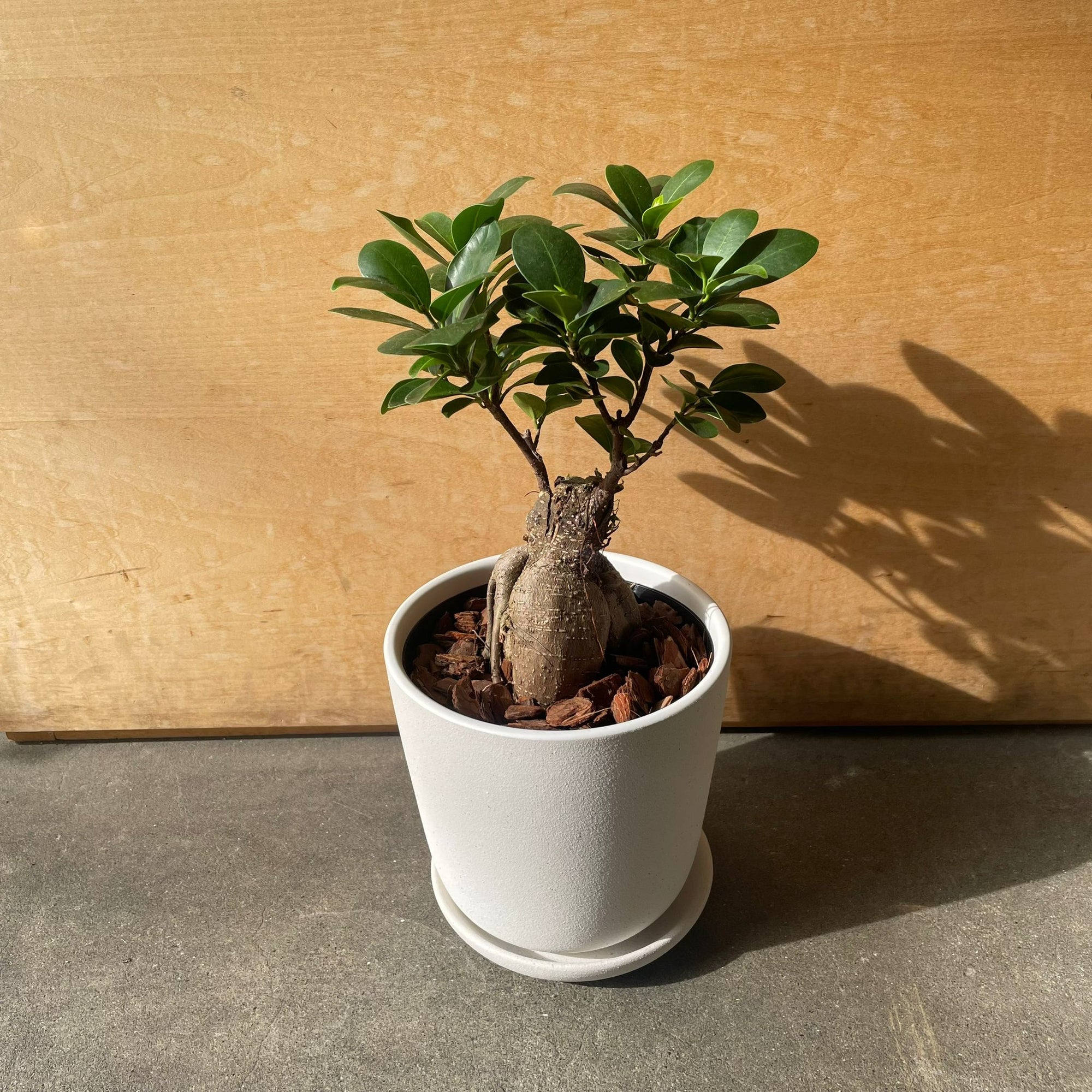 Ficus microcarpa ガジュマル