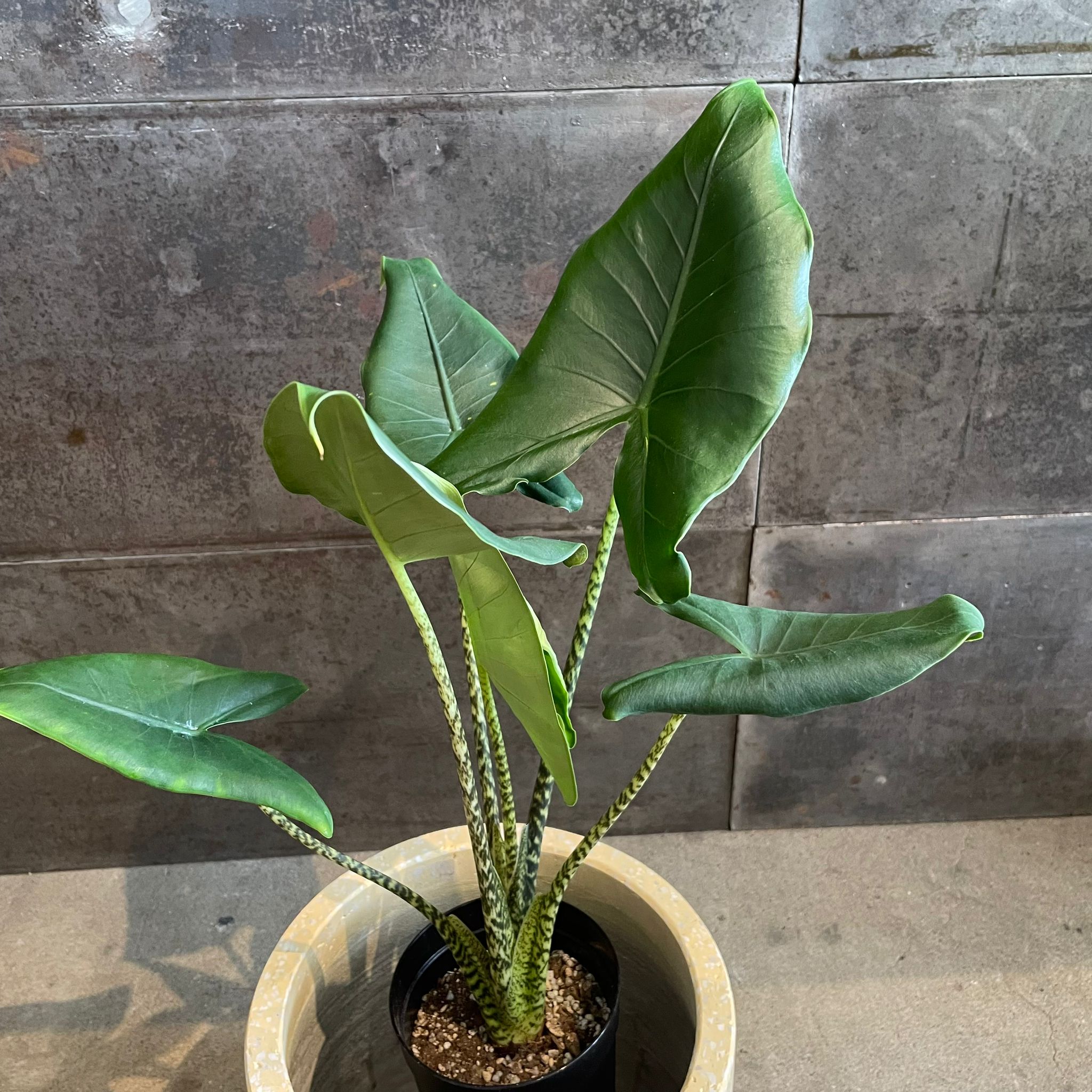 アロカシア ゼブリナ I インドアプランツ I プラントソサエティ