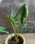 Alocasia 'Zebrina' アロカシア ゼブリナ