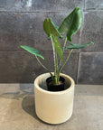 Alocasia 'Zebrina' アロカシア ゼブリナ