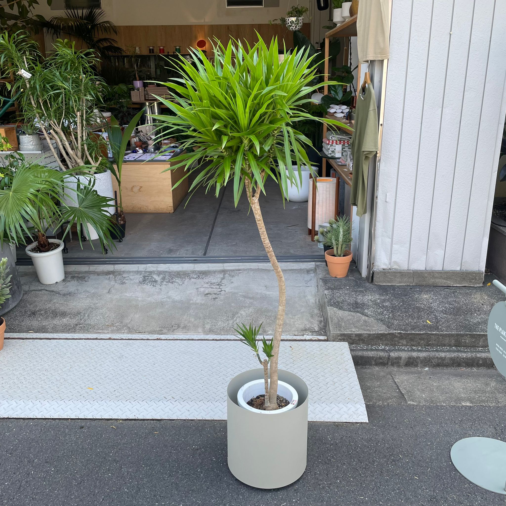 ドラセナ ナビー I インドアプランツ I プラントソサエティトーキョー