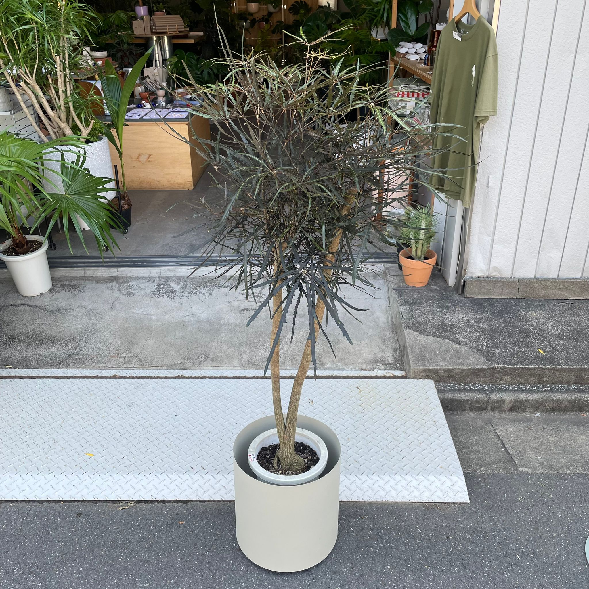 アラレヤ I インドアプランツ I プラントソサエティトーキョー