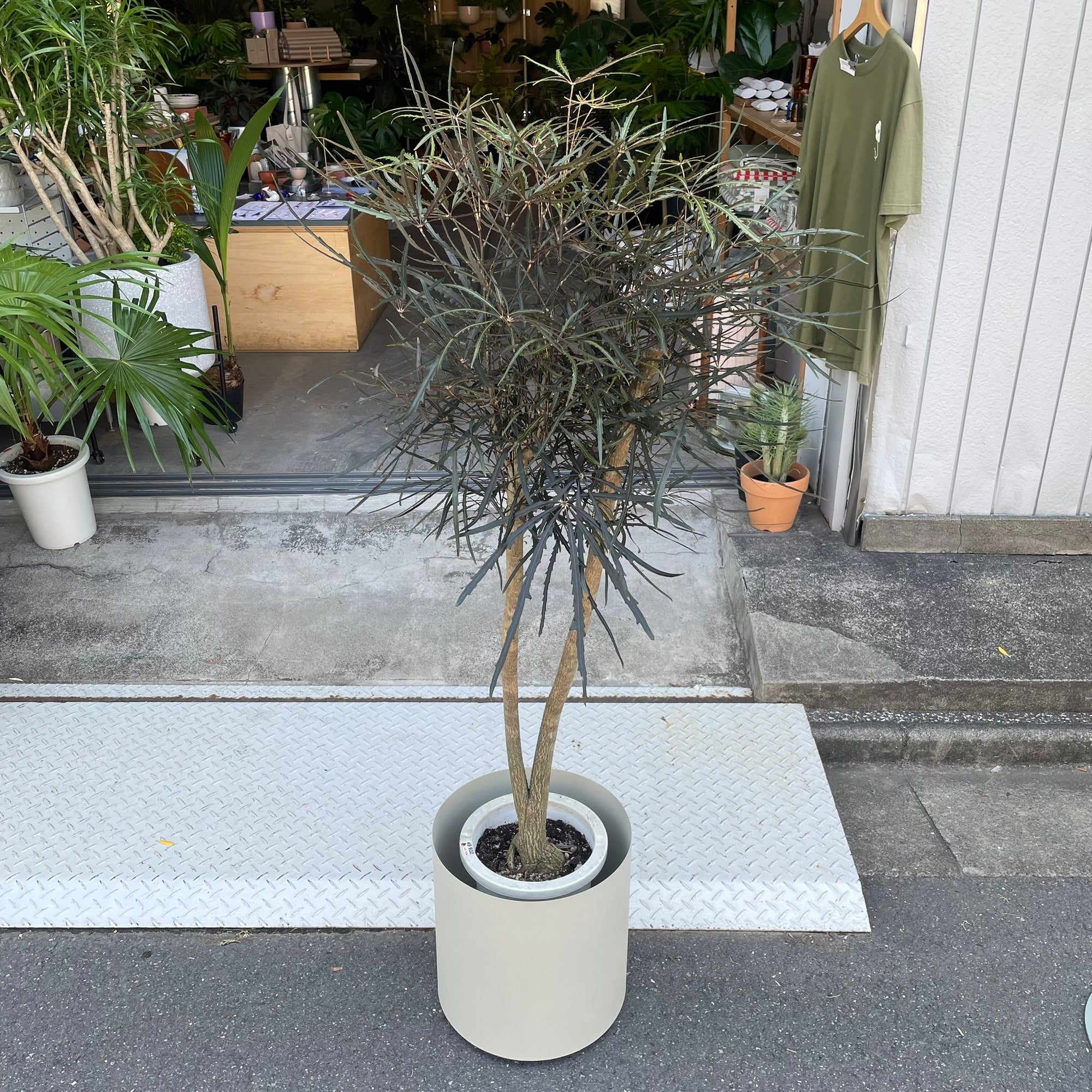 Schefflera elegantissima アラレヤ