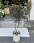 Schefflera elegantissima アラレヤ