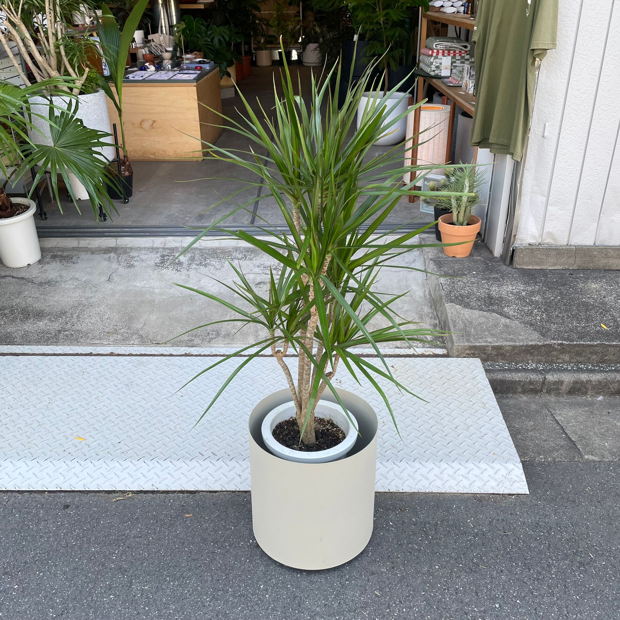 ドラセナ コンシンネ I インドアプランツ I プラントソサエティ