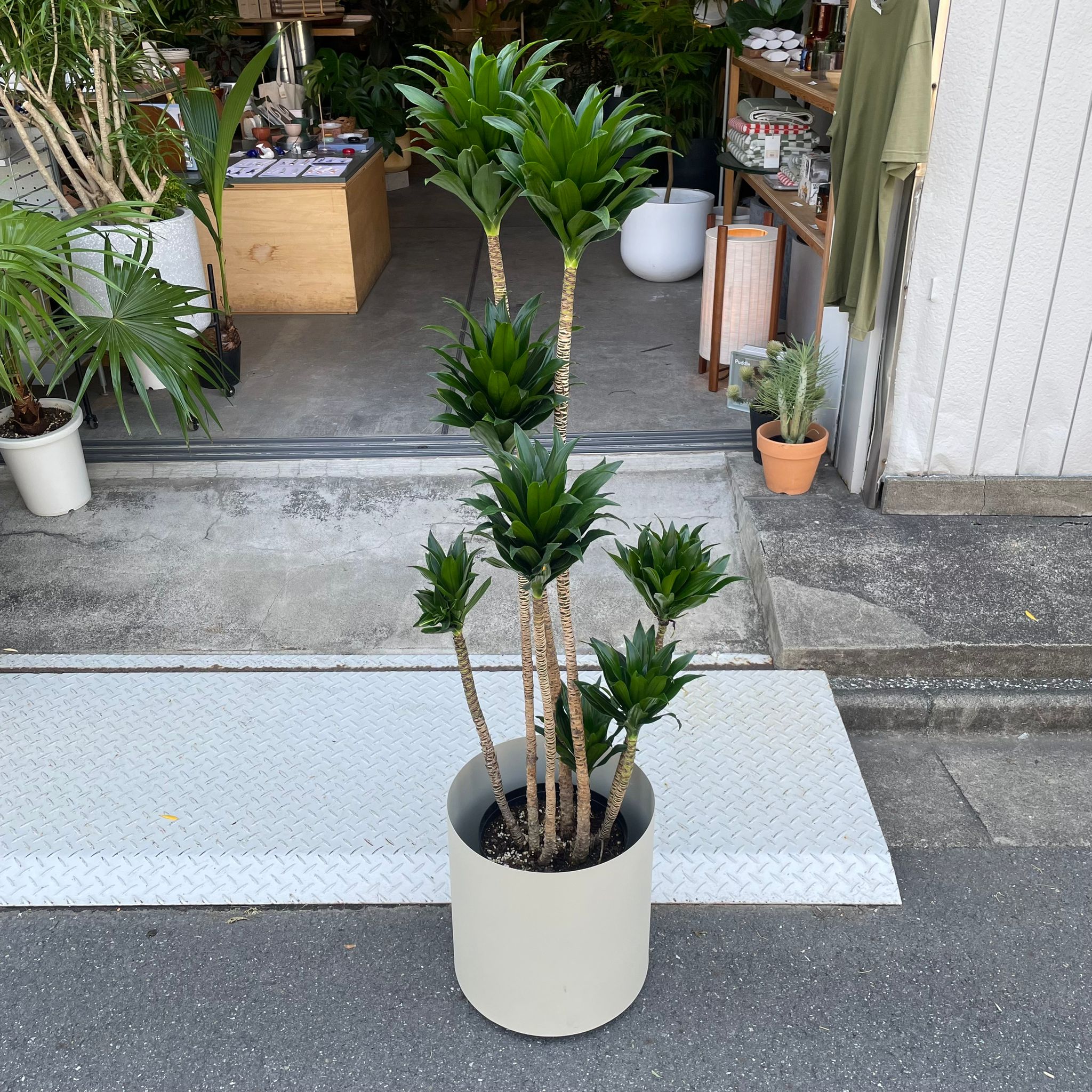 Dracaena Compacta ドラセナコンパクタ I インドアプランツ I プラント