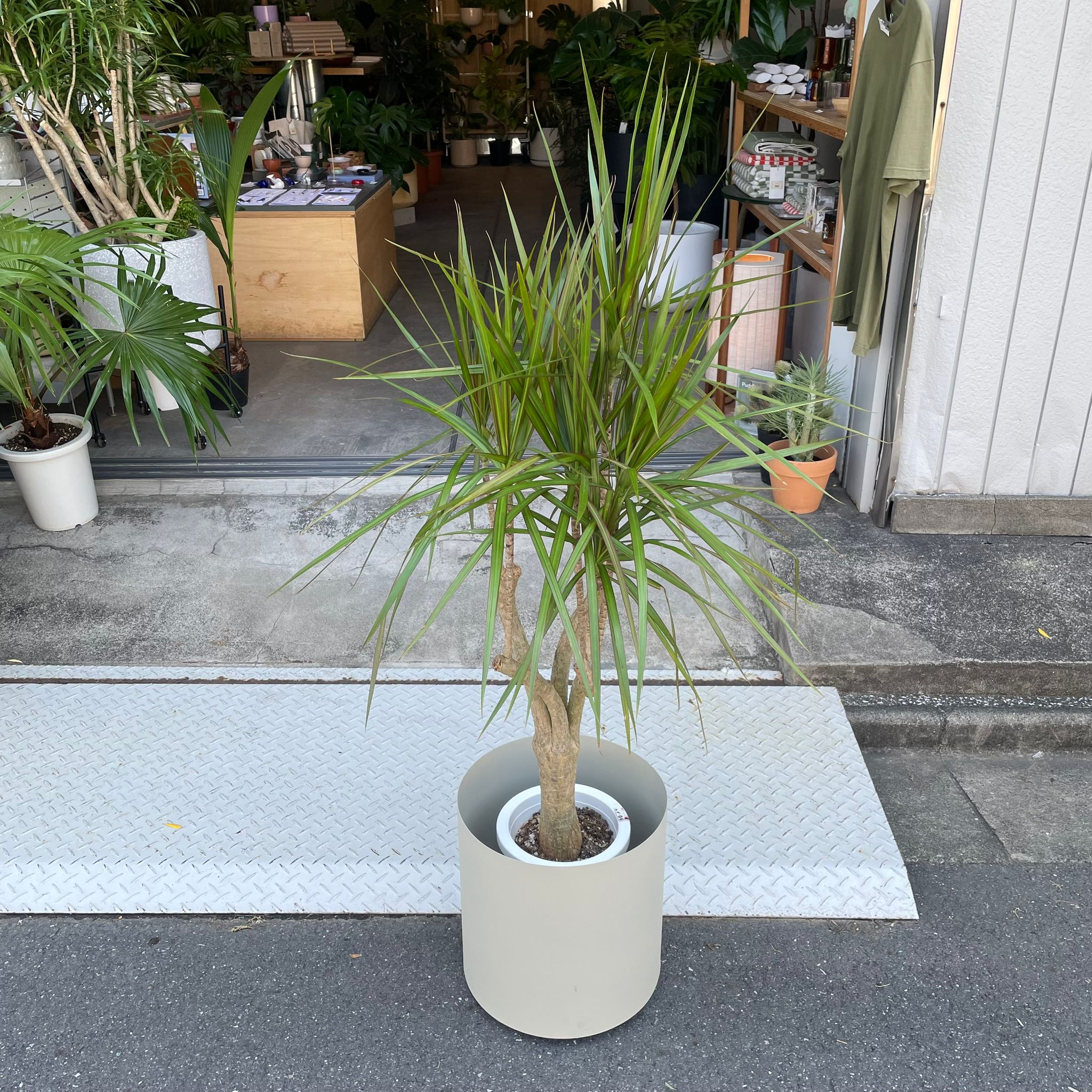 ドラセナ コンシンネ I インドアプランツ I プラントソサエティ