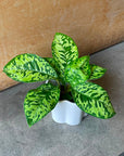 Homalomena 'Camouflage' ホマロメナ カモフラージュ