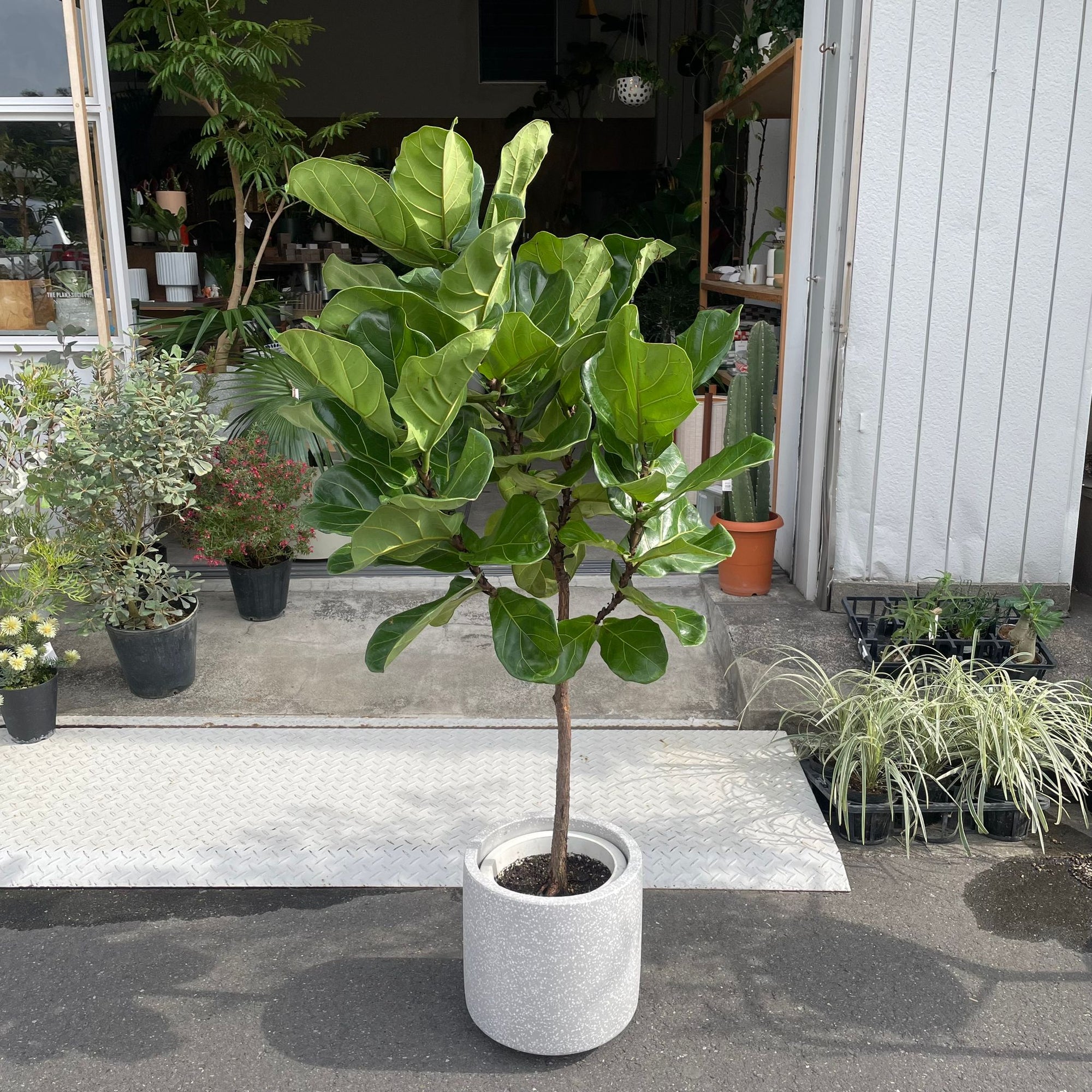 Fiddle Leaf Fig フィドル リーフ フィグ (カシワバゴムノキ)