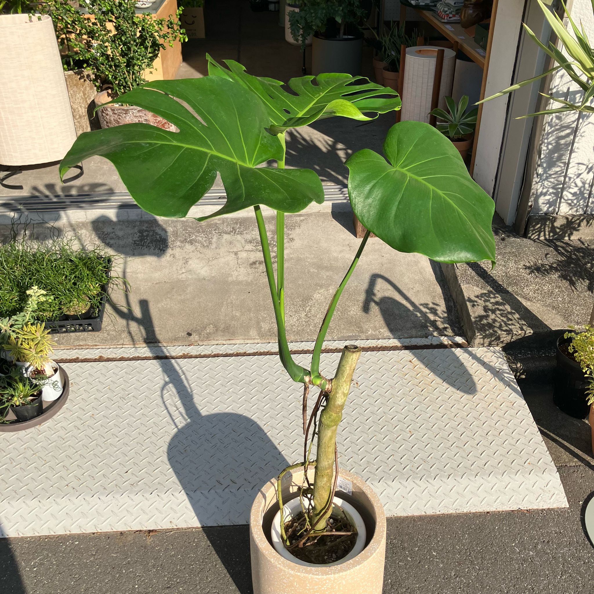 フルーツサラダプラント［モンステラ］ I インドアプランツ I プラント