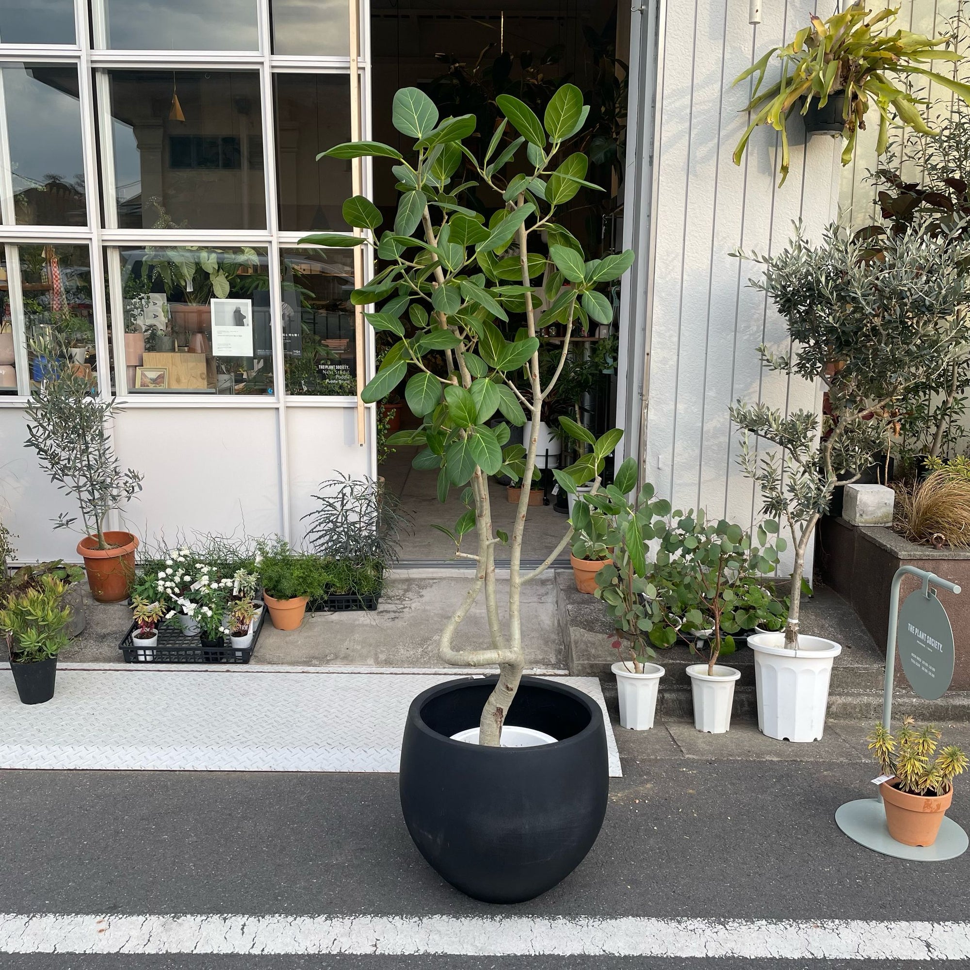 Ficus Audrey (Ficus benghalensis) フィカス  ベンガレンシス